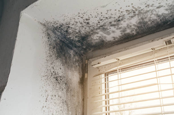 Affordable Mold Cleanup solutions in Florham Park, NJ